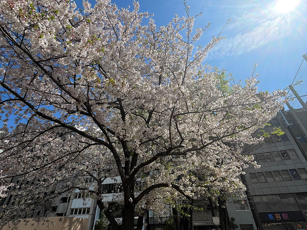 桜の写真