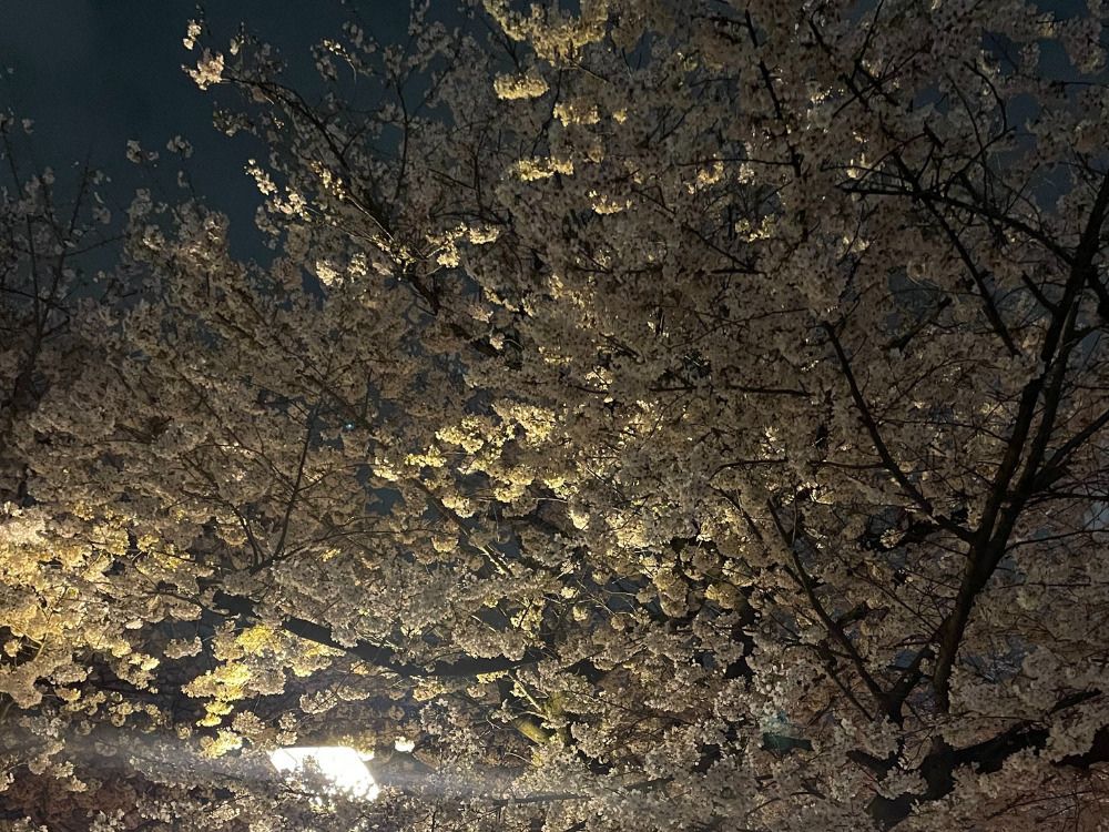 夜桜の写真です