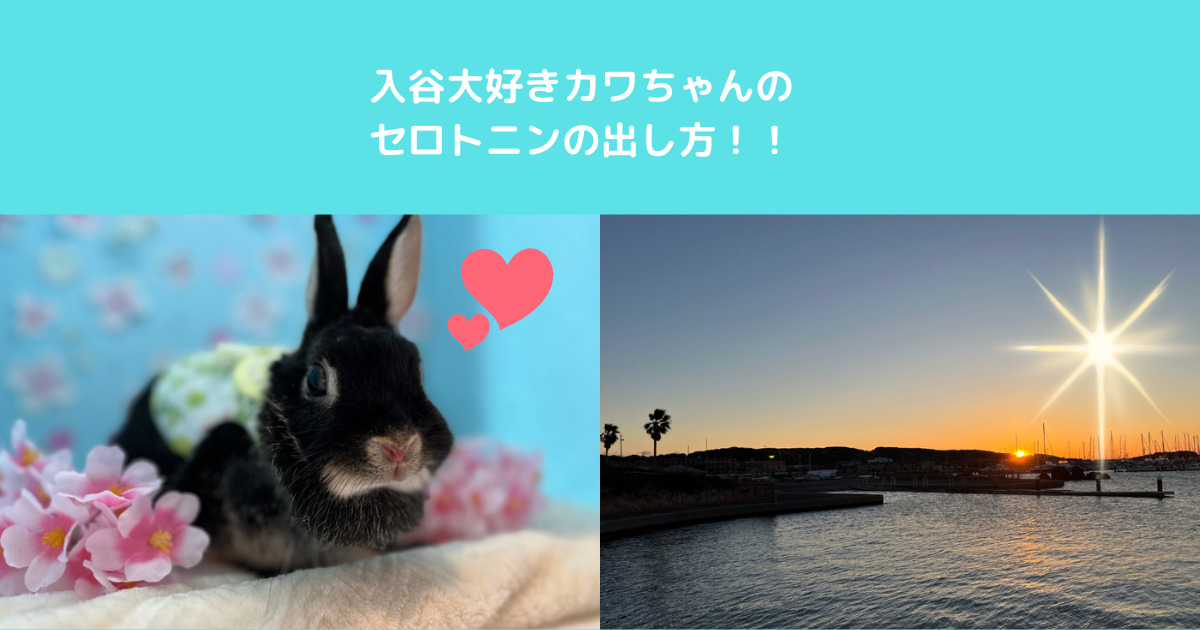 気分を上げるのにおすすめ！セロトニンの出し方！！