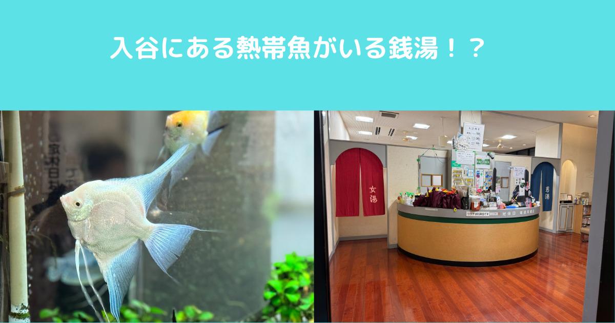 入谷で熱帯魚がいる薬湯銭湯♨︎