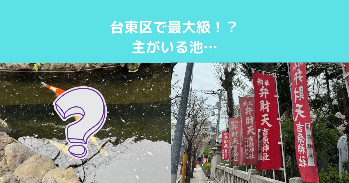 台東区で最大級！？主がいる池…