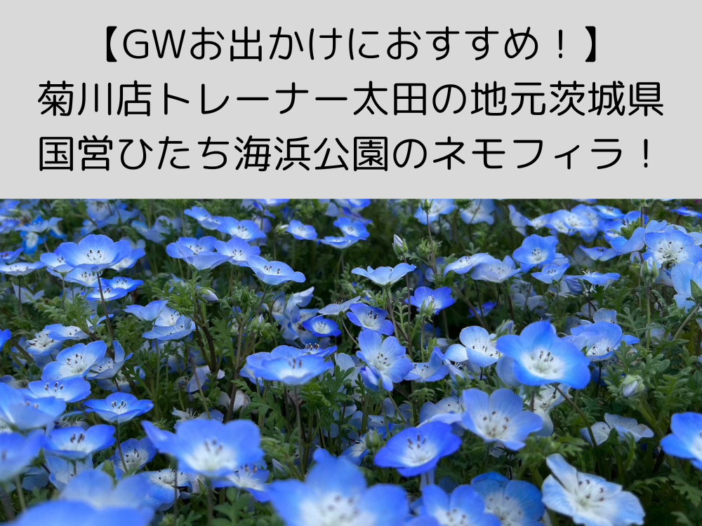 【GWにおすすめ！】菊川店トレーナー太田の地元紹介！ひたち海浜公園でネモフィラ×健康さんぽを楽しもう！