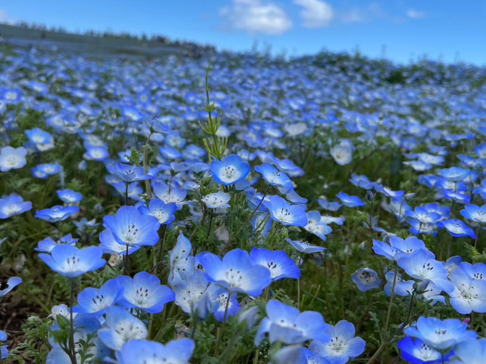 ネモフィラの写真