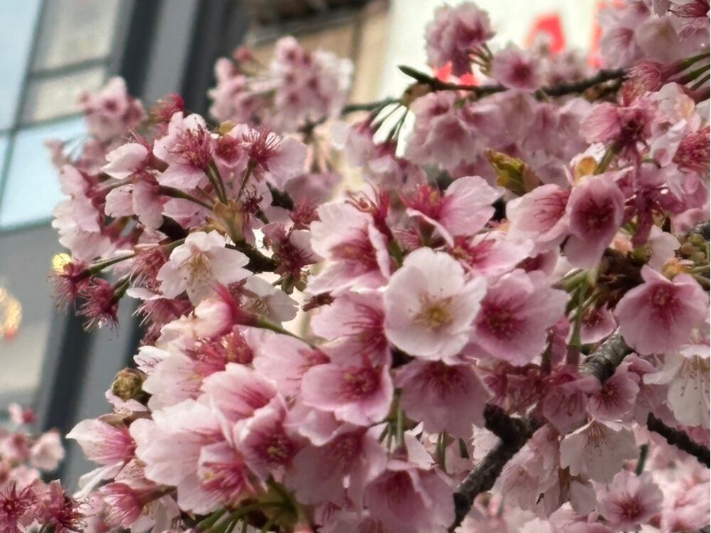 上野公園 桜