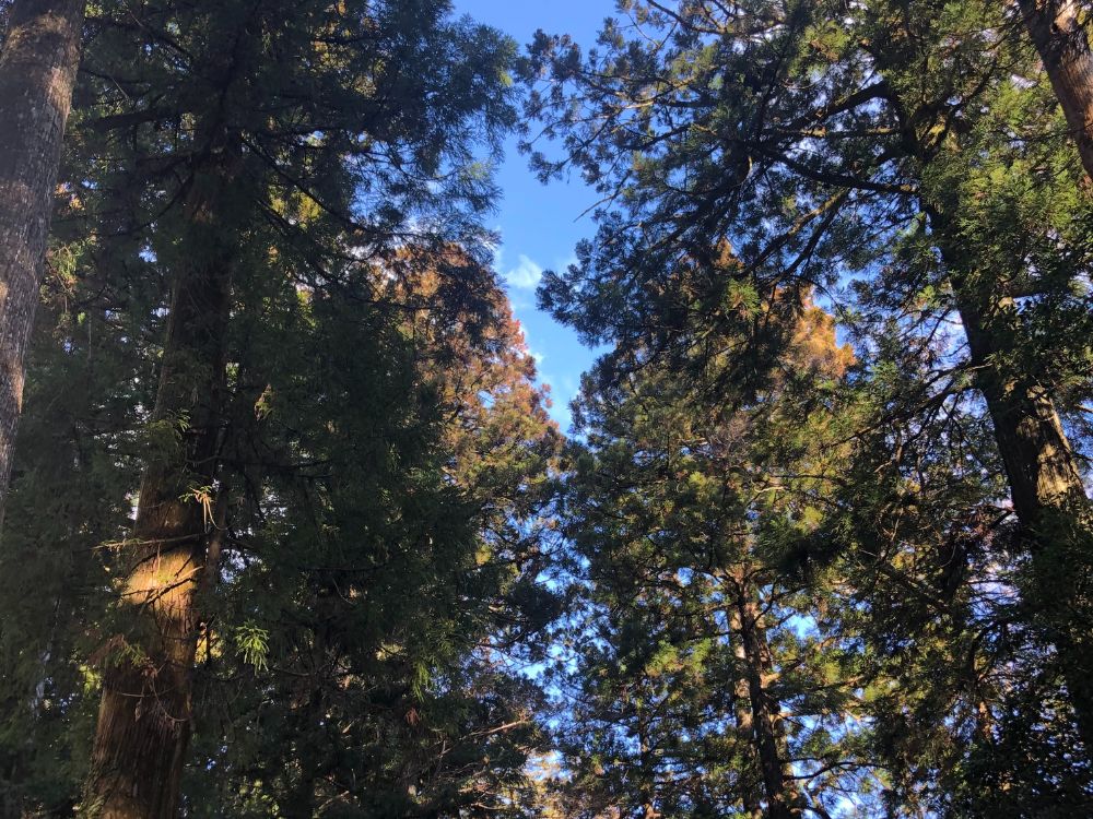 箱根、自然の景色