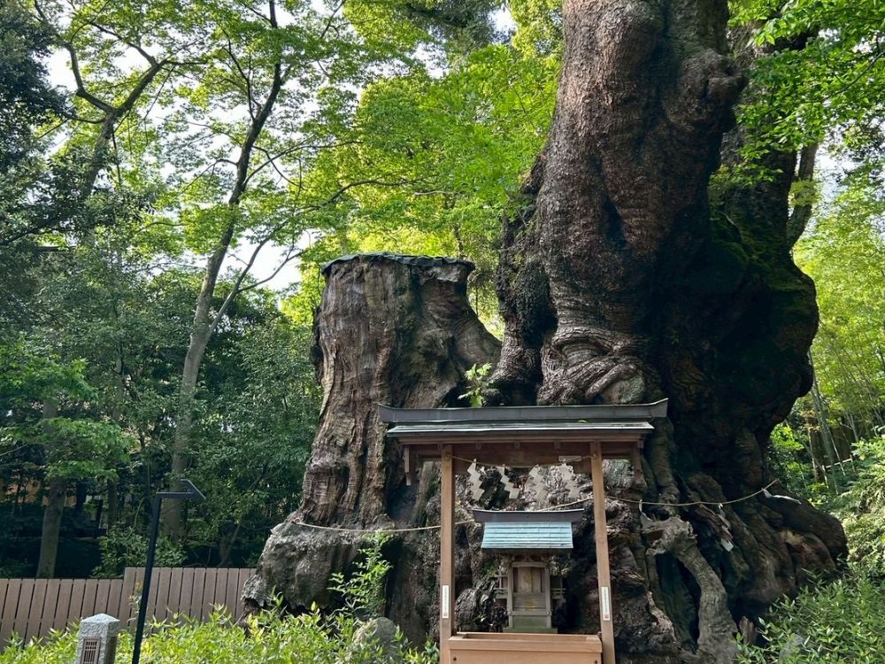ブログ本文画像