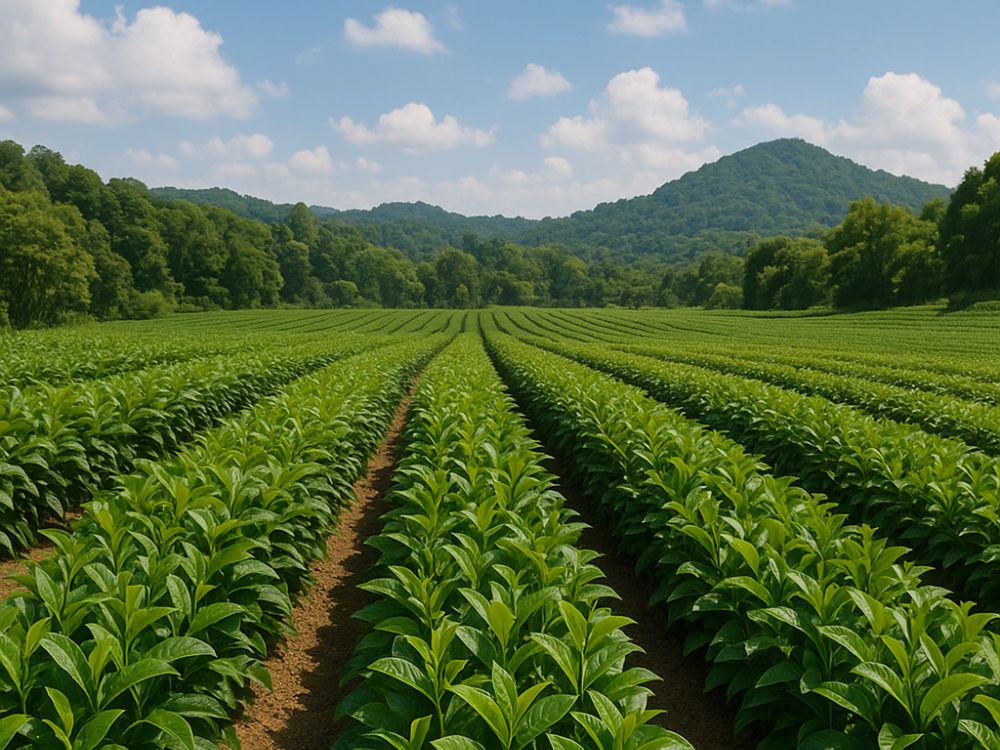 茶畑の画像