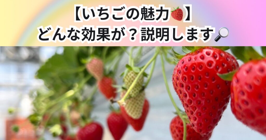 【いちごの魅力🍓】どんな効果が？降矢が説明します！