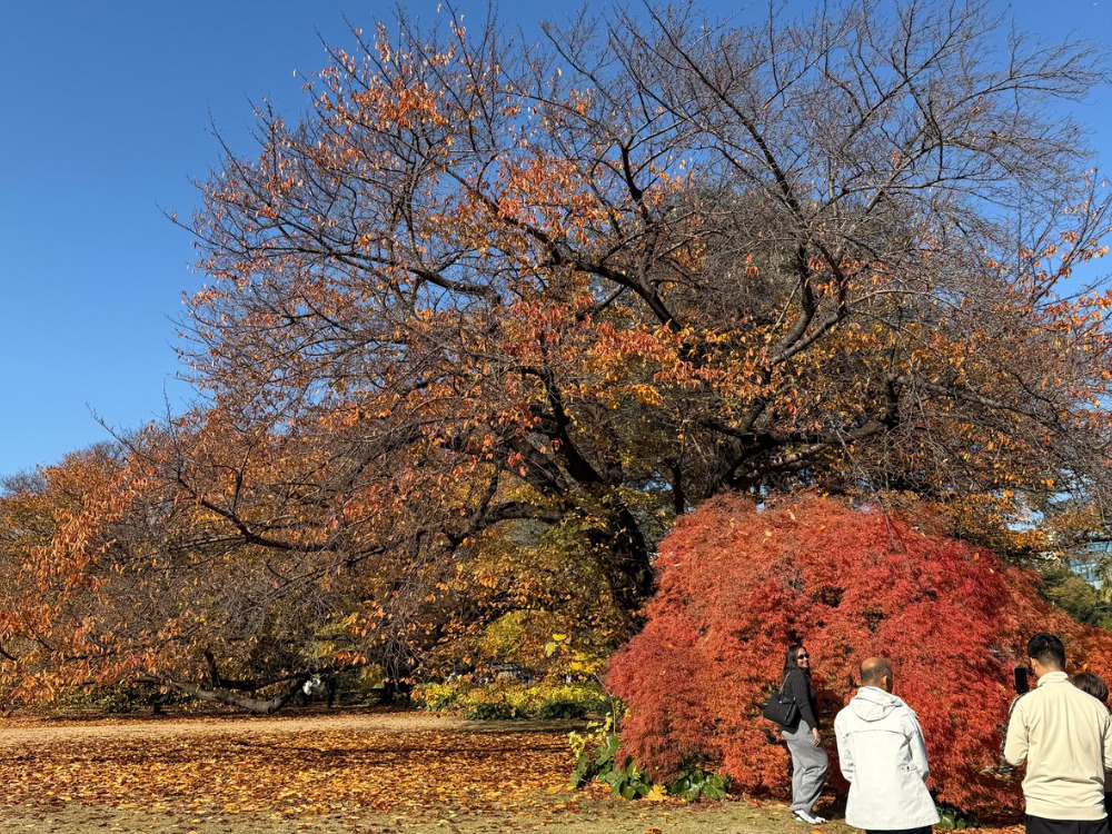 新宿御苑が紅葉している写真