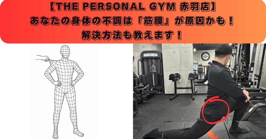 【赤羽で姿勢矯正もできるパーソナルジム】あなたの身体の不調は‘‘筋膜‘‘が原因かも！