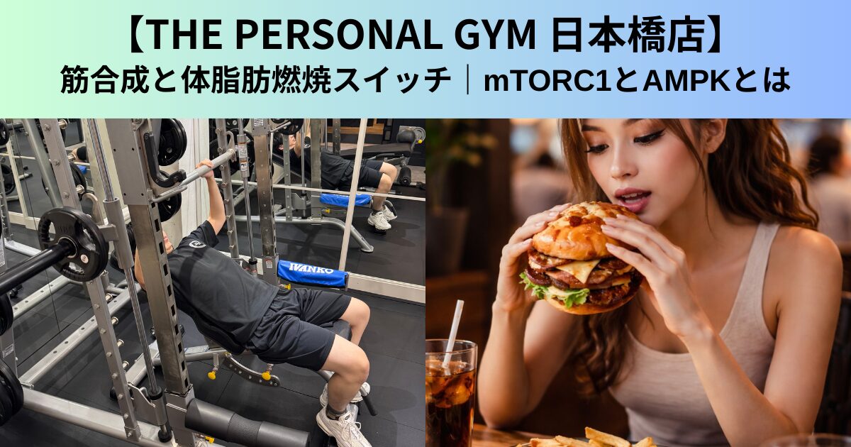 【THE PERSONAL GYM（ザ パーソナルジム）日本橋店】筋合成と体脂肪燃焼スイッチ｜mTORC1とAMPKとは