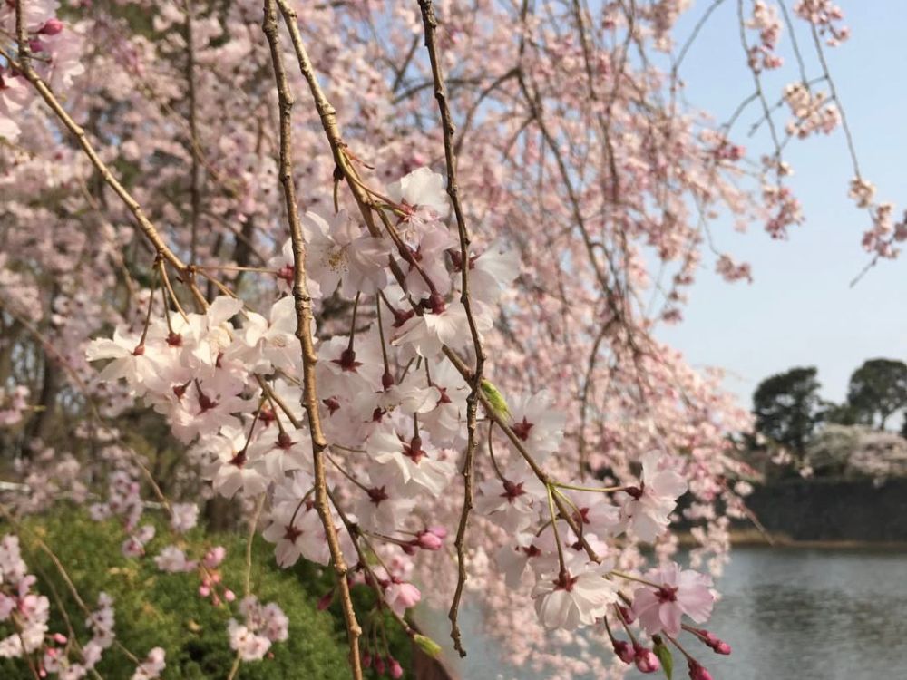 名城公園の桜