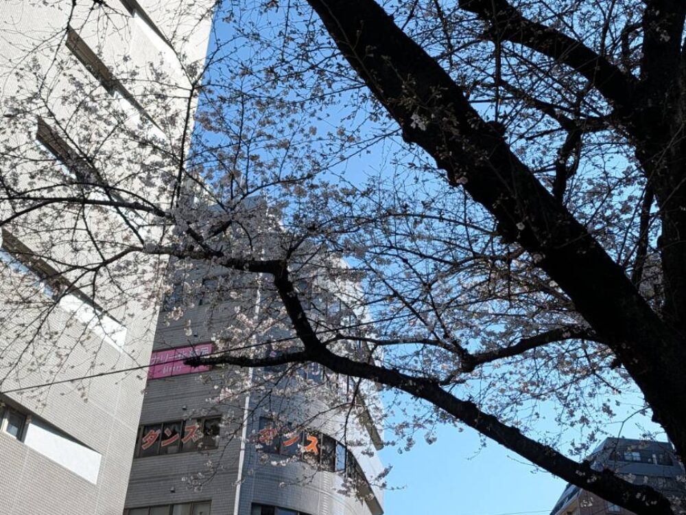 板橋駅前の桜の木の写真