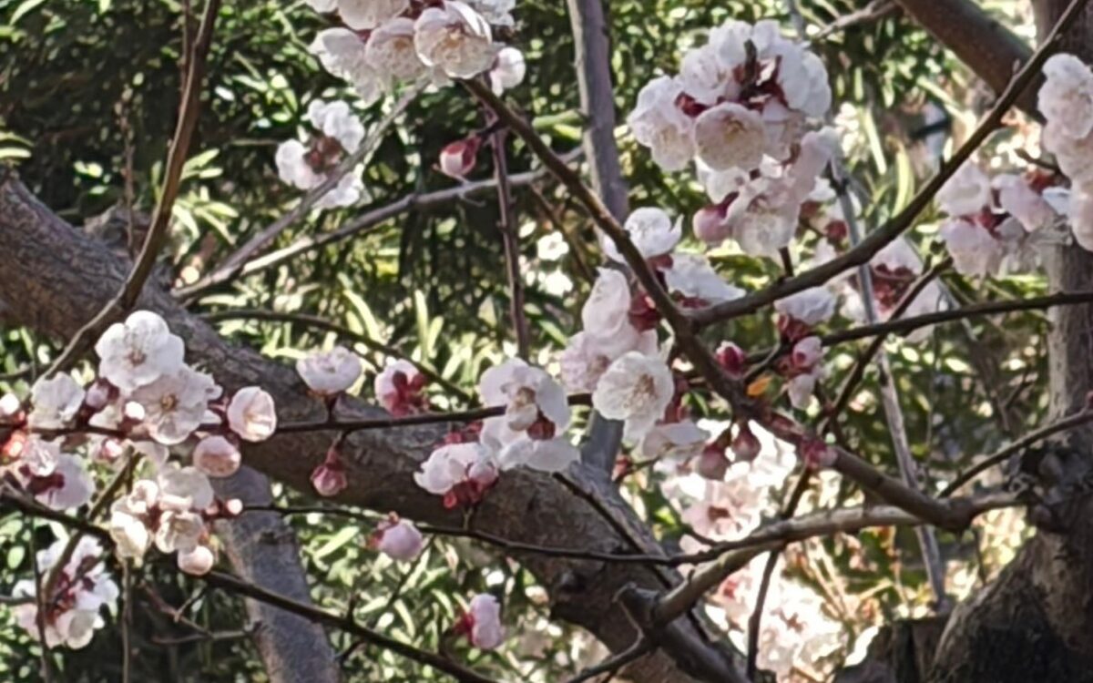 桜