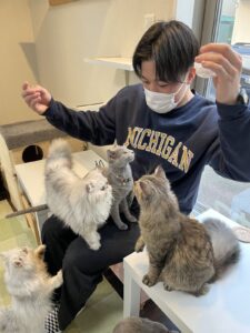 猫カフェにて囲まれている僕