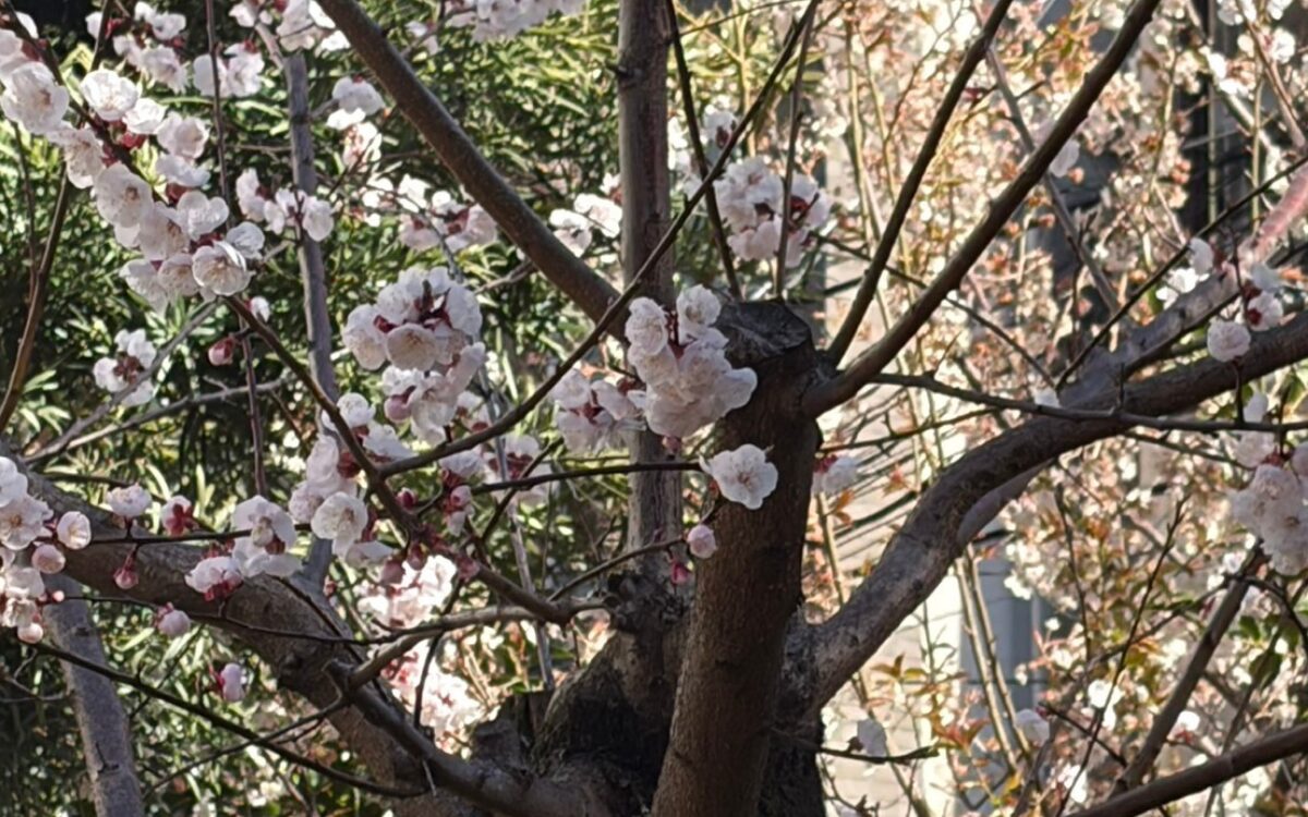 桜