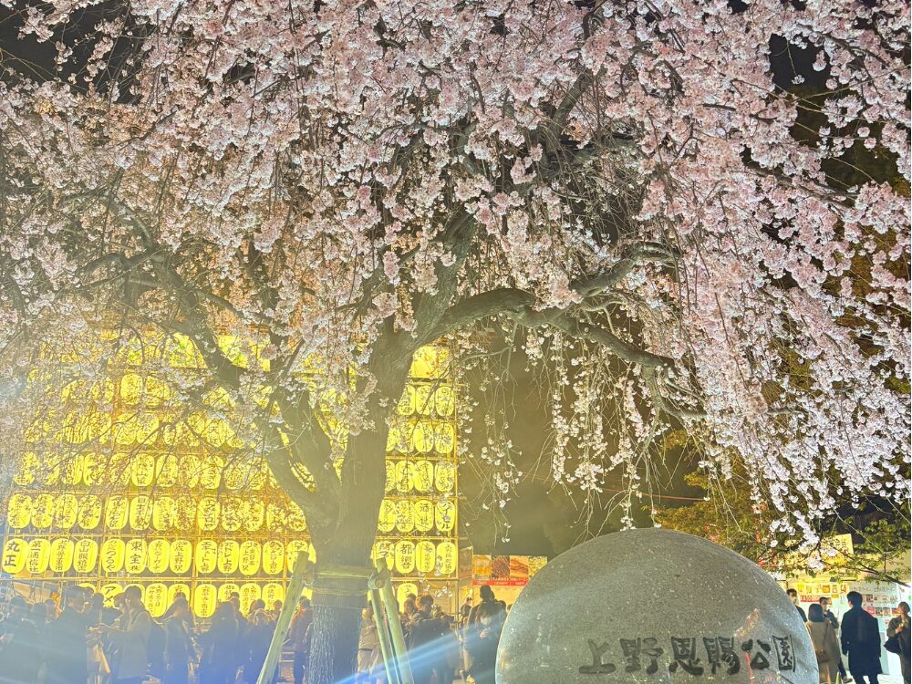 2026年上野桜まつり