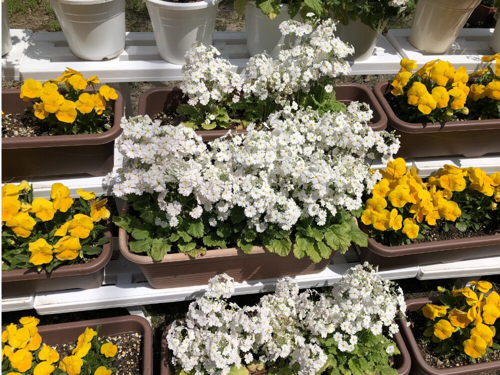 育てたお花の写真
