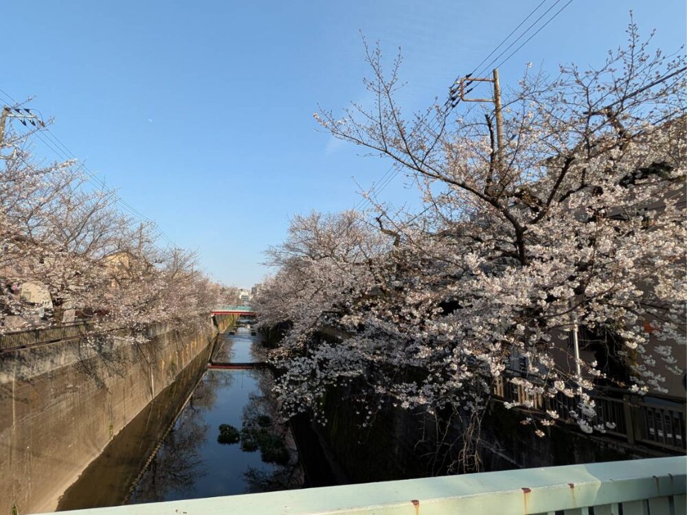 桜
