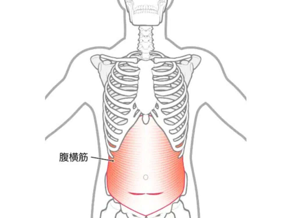 腹横筋