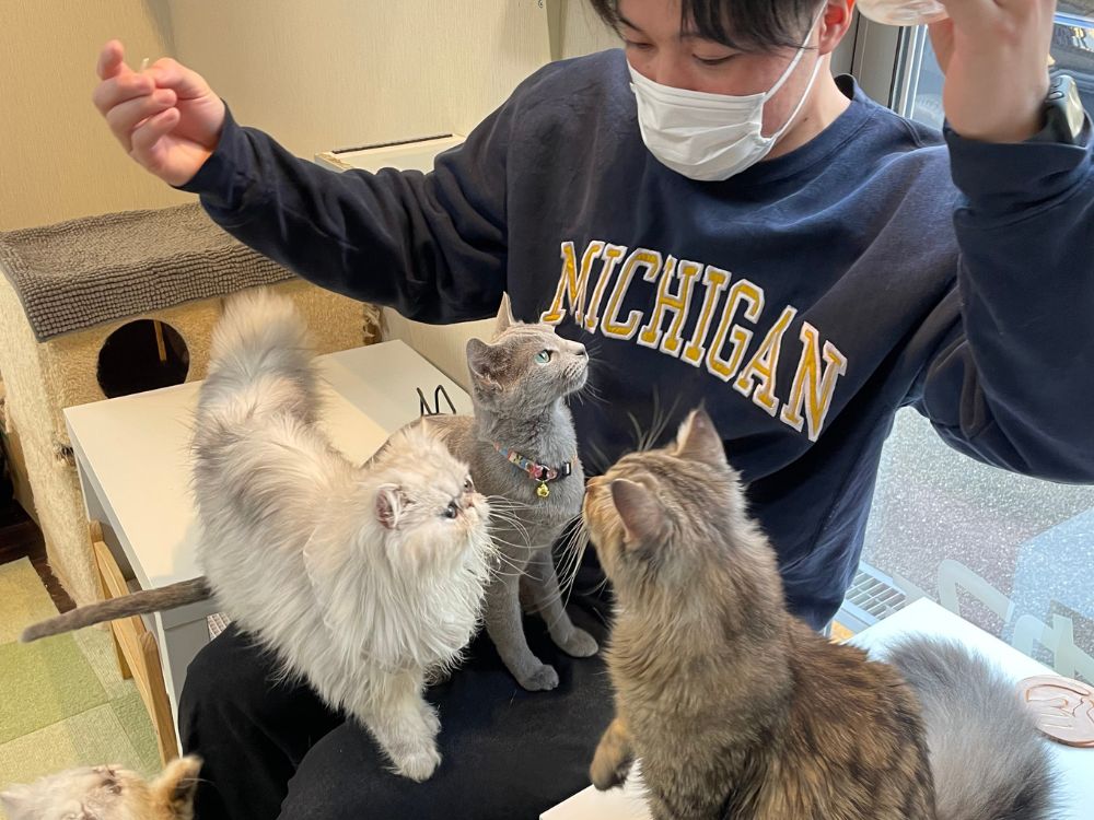 猫カフェで猫に囲まれてる一まい