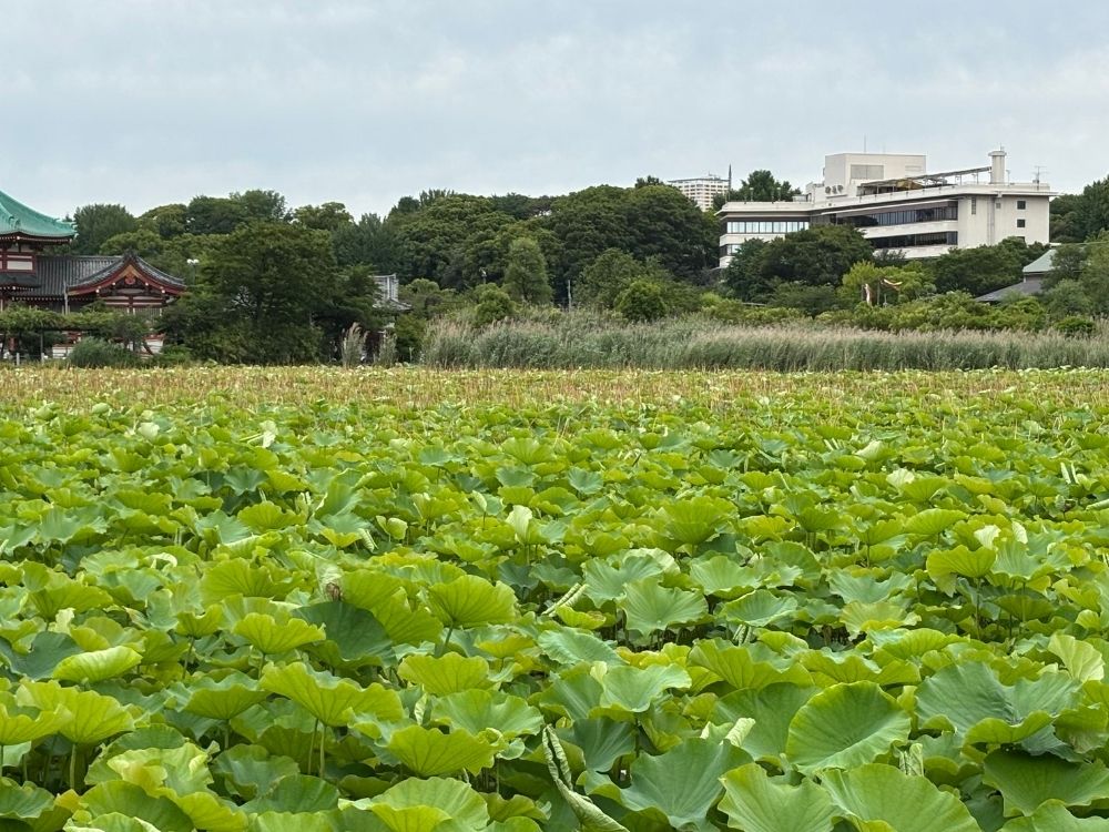 上野恩賜公園 不忍池