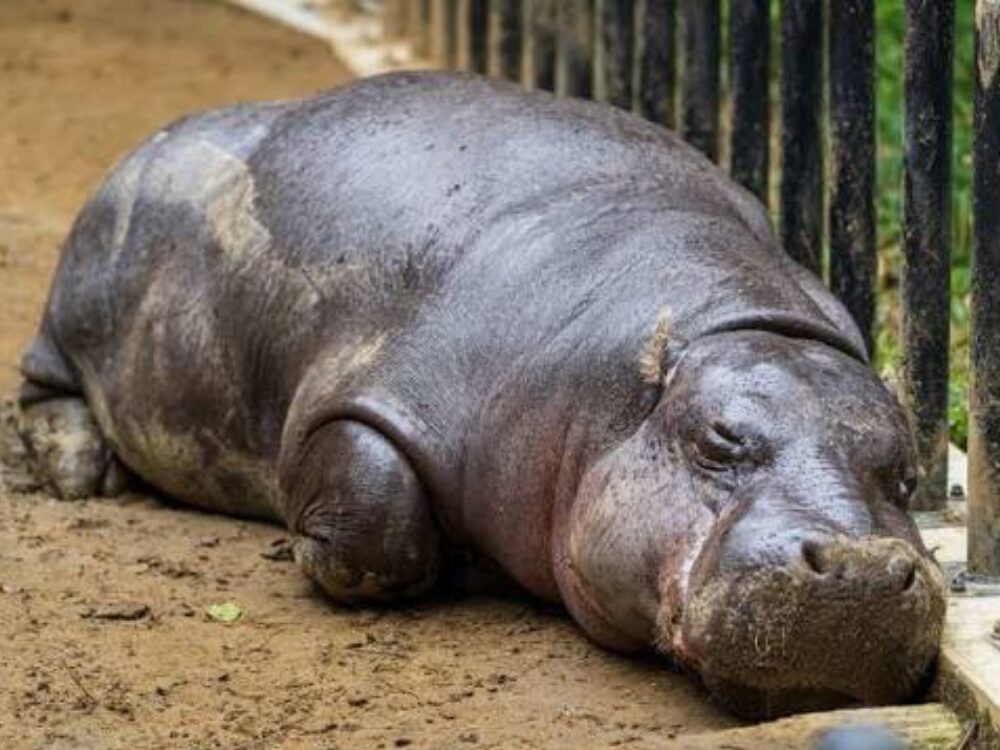 カバ
