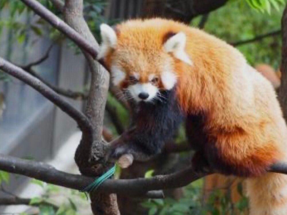レッサーパンダ