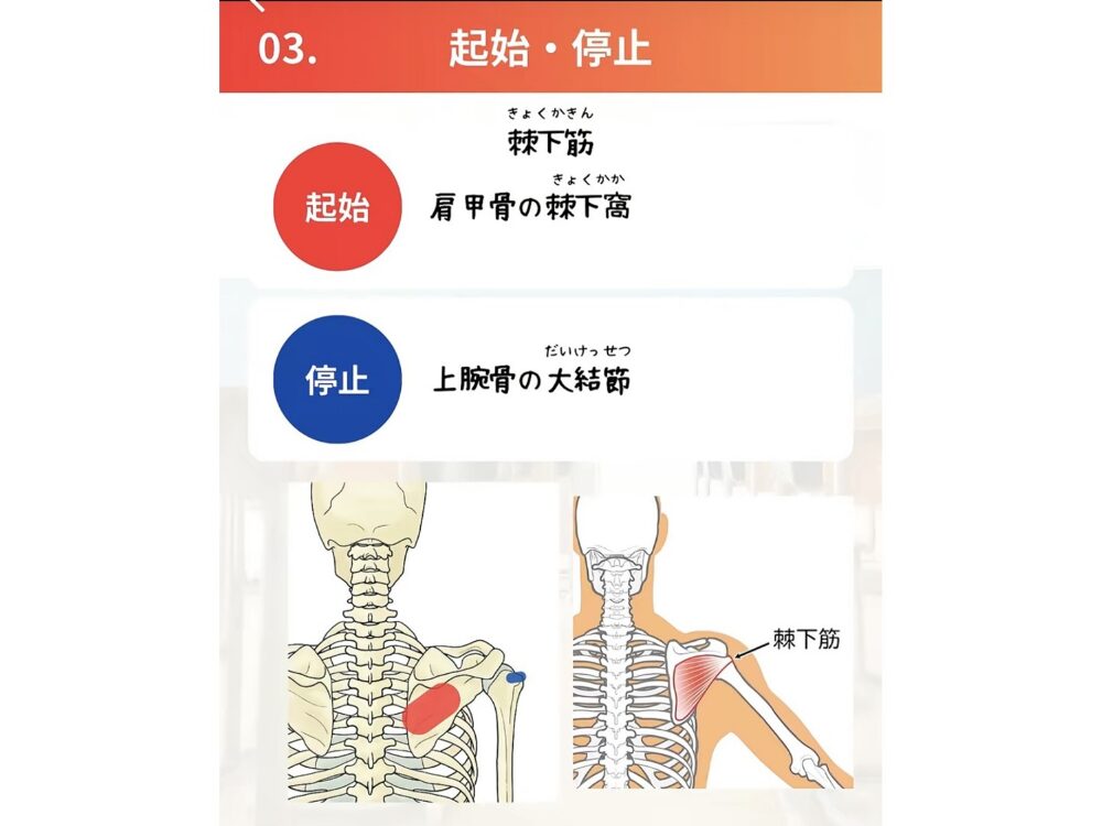 棘下筋 