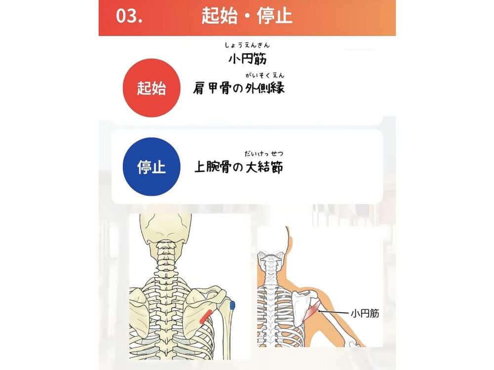 小円筋