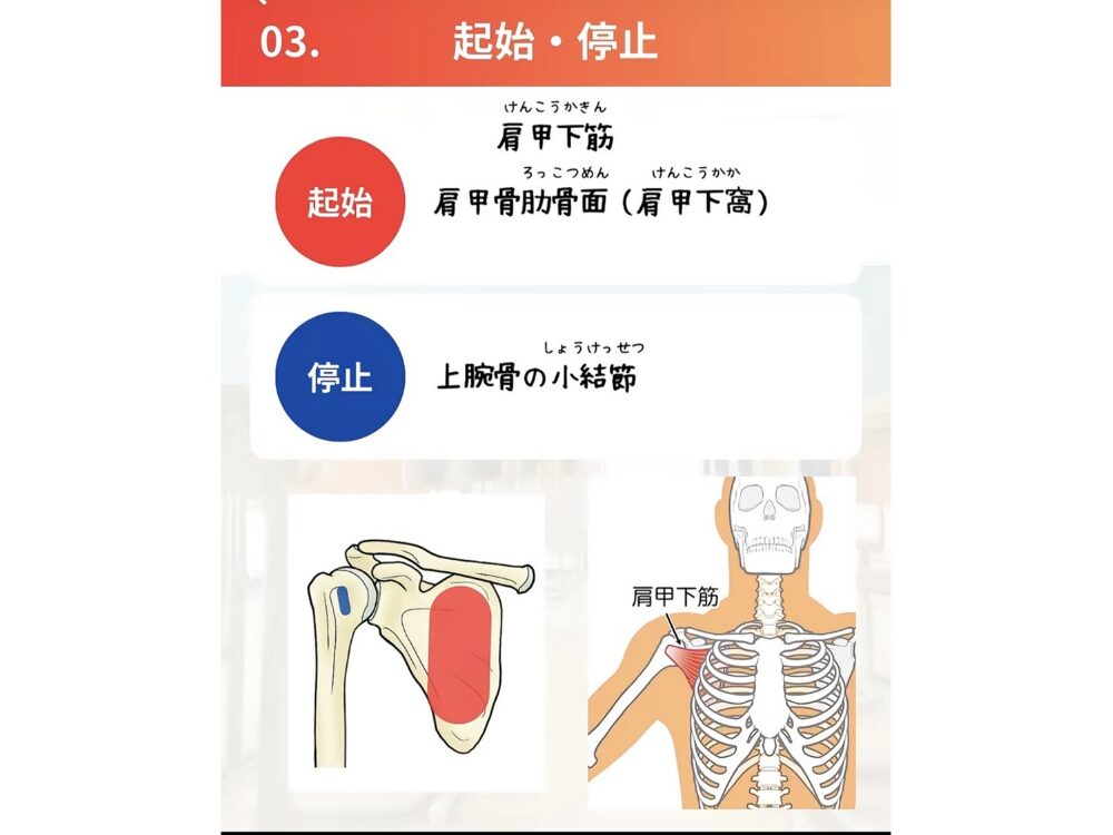 肩甲下筋