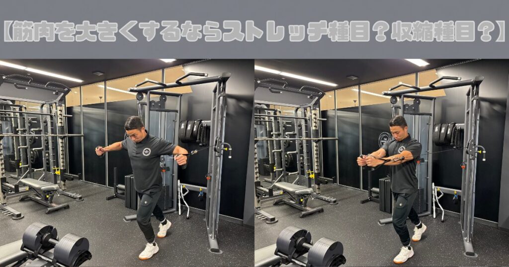【筋肉を大きくするならストレッチ種目？収縮種目？】