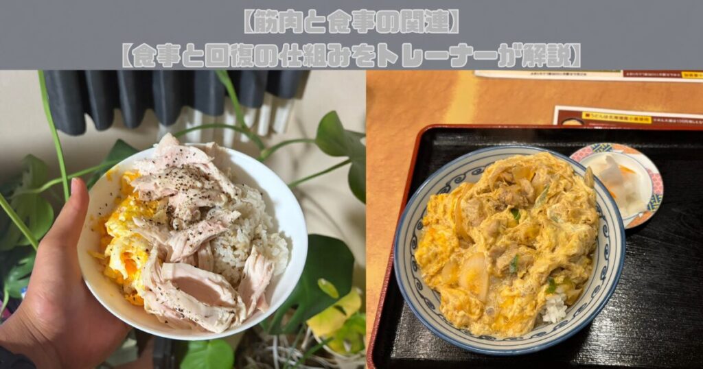 【筋肉と食事の関連｜食事と回復の仕組みをトレーナーが解説】