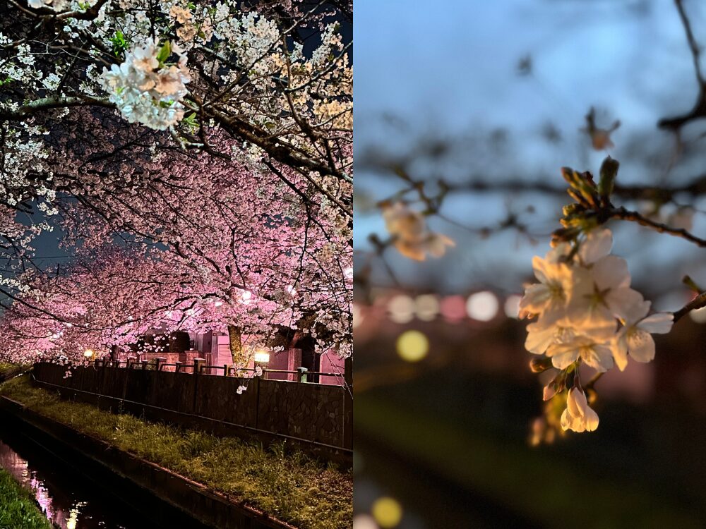 桜並木
