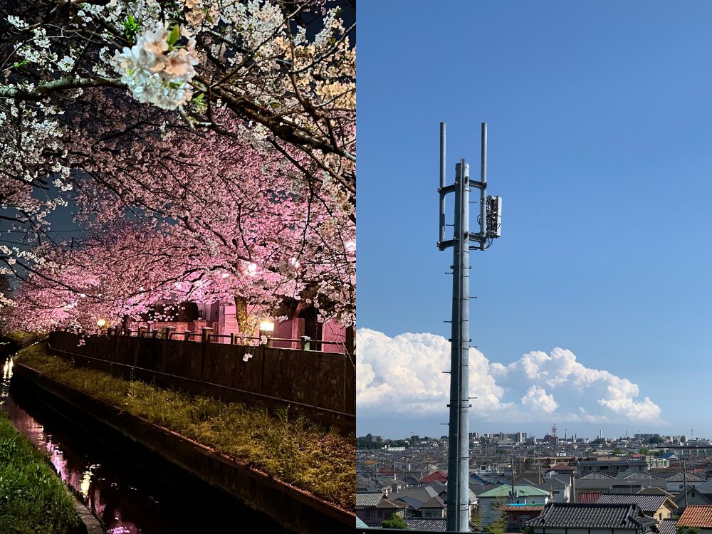 桜並木と街並み